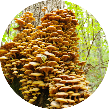honey mushroom