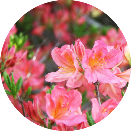 Torch azalea (Rhododendron kaempferi) blossoms