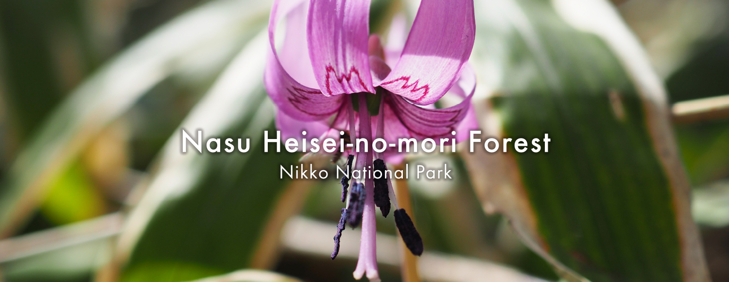 Nasu Heisei-no-mori Forest