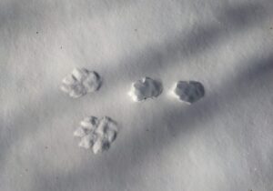 20251207 ウサギ足跡 (1)