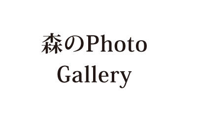 森のPhotoGallery