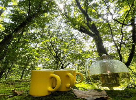 のんびり余笹新道コース