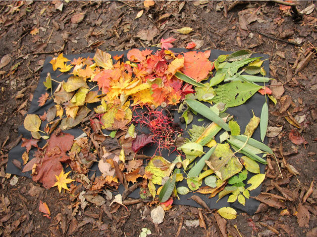 自然の中は色とりどり！ 配られたカードと同じ色を見つけましょう！！ よく見ると同じ色はありません？ 並べるとキレイなグラデーションができました♪